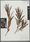 Foto von Salix viminalis L.